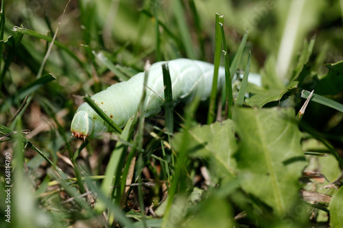 Une chenille sphinx du saule dans le gazon photo