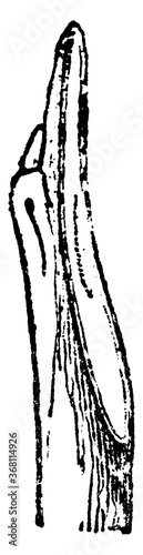 Pruning, vintage illustration.