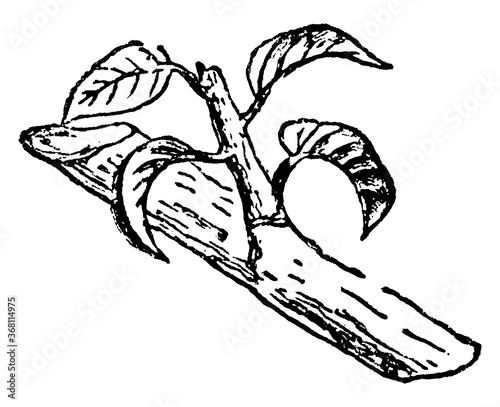 Summer Pruning, vintage illustration.