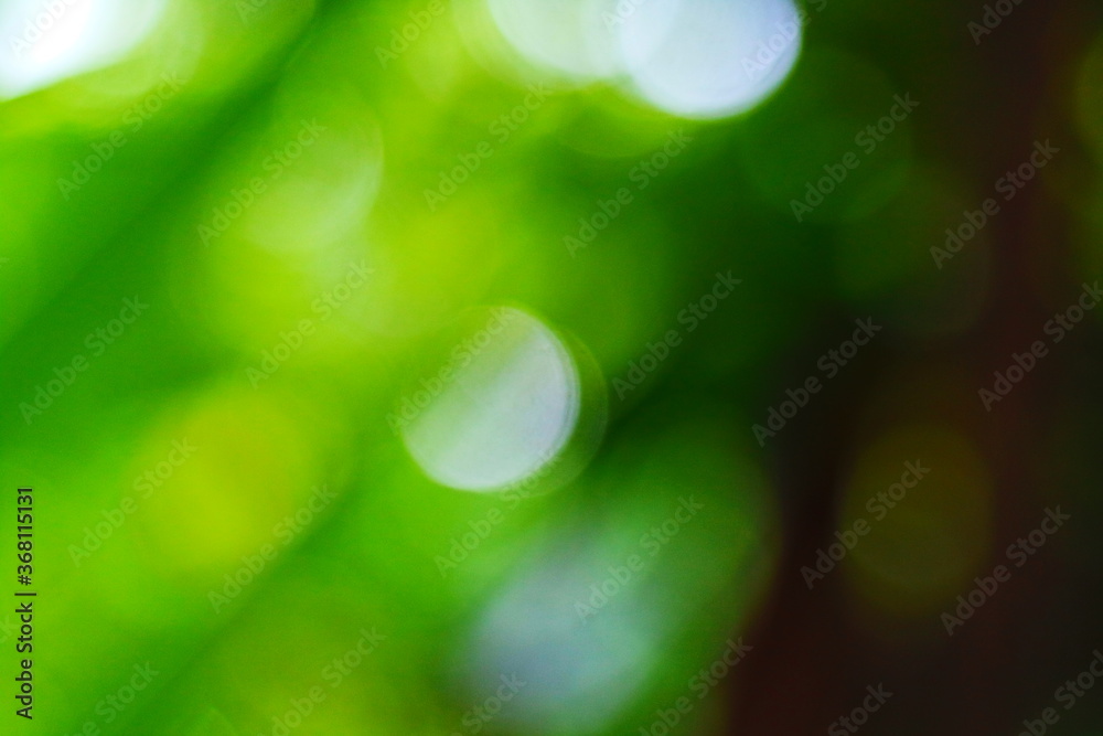 Obraz premium Beautiful green nature background, Sunlight shining through the leaves of trees, natural blurred background, Nature abstract background, nature green bokeh
