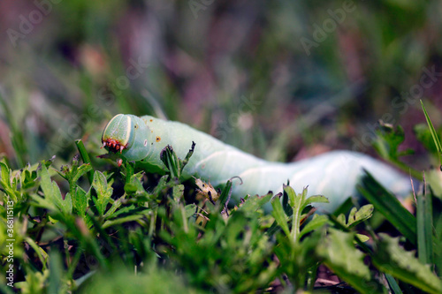 Une chenille sphinx du saule dans le gazon photo