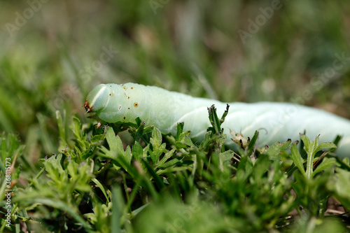 Une chenille sphinx du saule dans le gazon photo