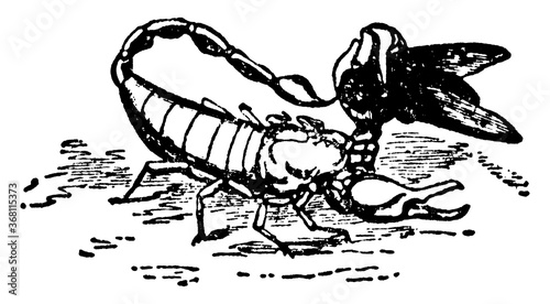 Scorpion or Euscorpius italicus, vintage illustration. photo