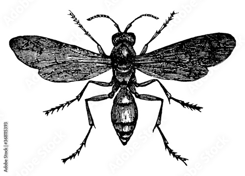 Wasp, vintage illustration.