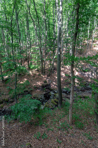 Small creek in the Pilis mountains