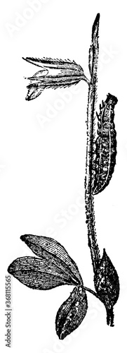 Skipper or The Hesperidae, vintage illustration.