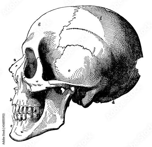Human Skull, vintage illustration.
