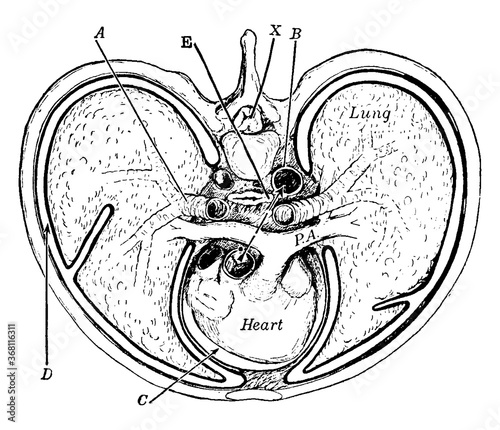 Thorax, vintage illustration.