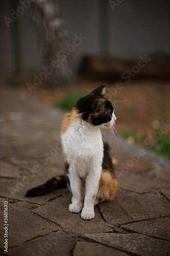 Tricolor kitty sitting in the garden on the old stone floor.