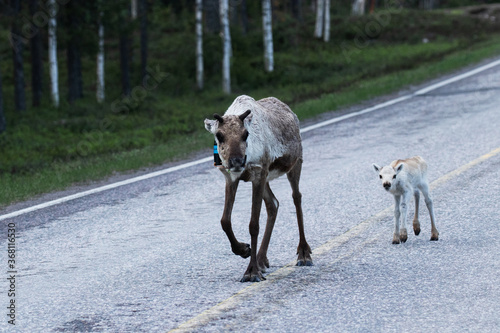 Domestic Reindeer with a small calf during summertime in Northern Finland near Kuusamo. 