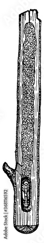 Apple Twig Borer, vintage illustration.