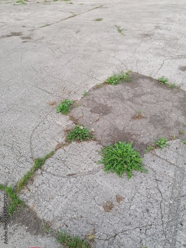 stone path in the grass