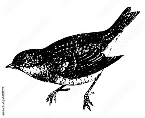 Robin or Turdus migratorius, vintage illustration.
