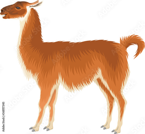 vector guanaco - Wild llama illustration 