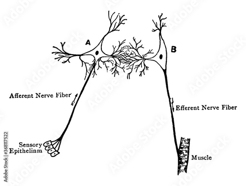 Reflex Arc, vintage illustration.