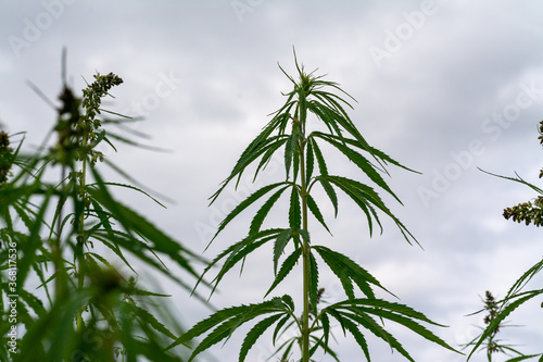 Fototapeta Naklejka Na Ścianę i Meble -  canabis on marijuana field farm sativa weed hemp hash plantation panorama