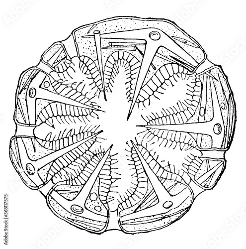 Cross Section Sponge, vintage illustration.