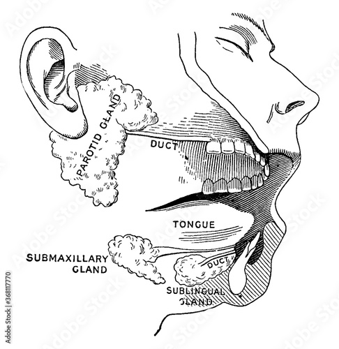 Salivary glands, vintage illustration.