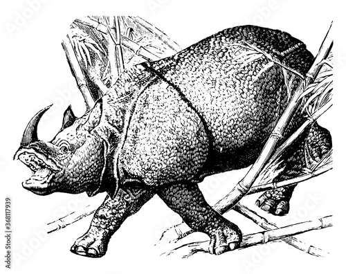 Rhinoceros, vintage illustration.