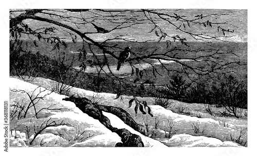 Winter Scene, vintage illustration.