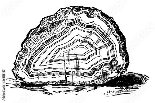Polished Agate, vintage illustration.