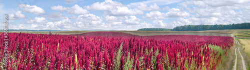 beautiful red amaranth flower in a field under a blue sky with clouds