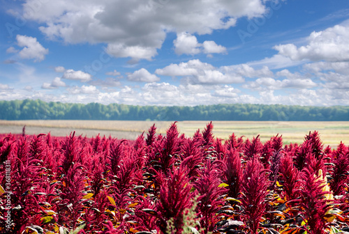 amaranth red plants field on background of distant green forest under cloudy dark blue sky, agriculture, harvest and farming concept. photo