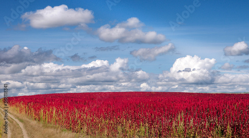 amaranth red plants field with background of blue sky, agriculture