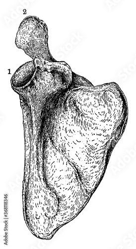 The Human Scapula, vintage illustration.
