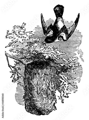 Oriole, vintage illustration.