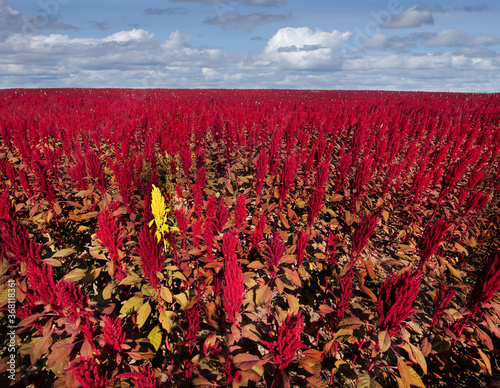 amaranth red plants field on background under cloudy blue sky, agriculture