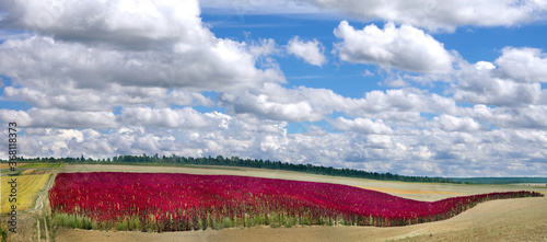 panoramic view of arable agricultural lands and red amaranth strip under blue...