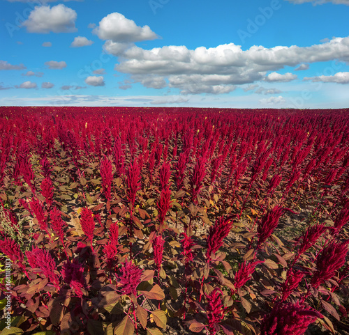 amaranth red plants field on background under cloudy blue sky, from above view