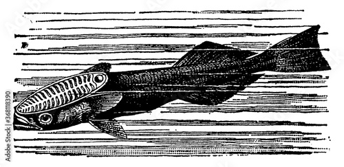 Remora or Sucking Fish or Sucker Fish or Echeneidae, vintage illustration.