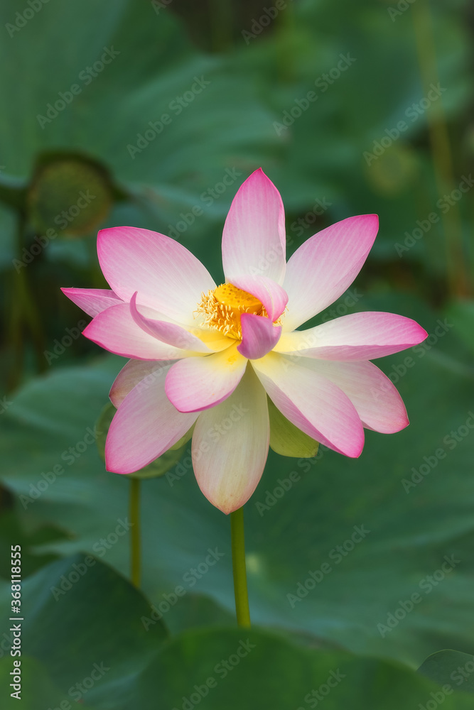 Pink Lotus (Nelumbo) flowers in the water. Lotus close-up. Pink lotuses are delicate and beautiful flowers, a sacred plant. Pink Lotus (Nelumbo) flowers in the water. Lotus close-up. Pink lotuses are delicate and beautiful flowers, a sacred plant.