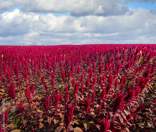 amaranth field on background under cloudy blue sky