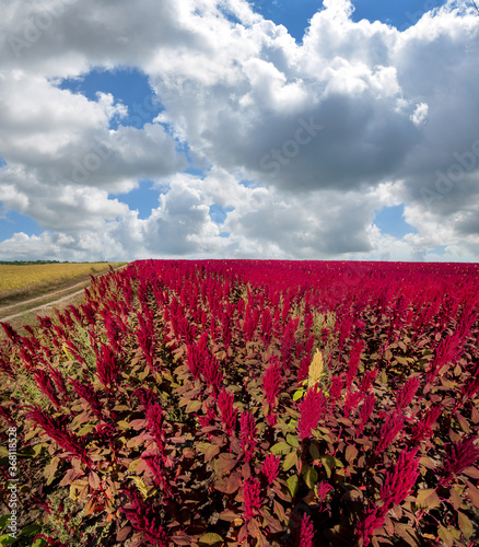 Amaranthus field natural superfood plant beautiful landscape with sky and clouds