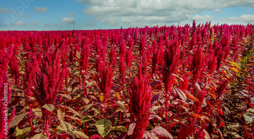 amaranth red plants closeup field on background under cloudy blue sky, from a...