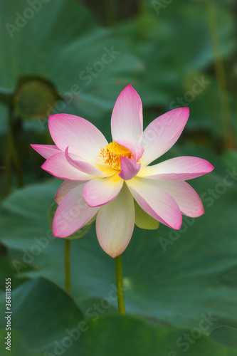 Pink Lotus  Nelumbo  flowers in the water. Lotus close-up. Pink lotuses are delicate and beautiful flowers  a sacred plant.