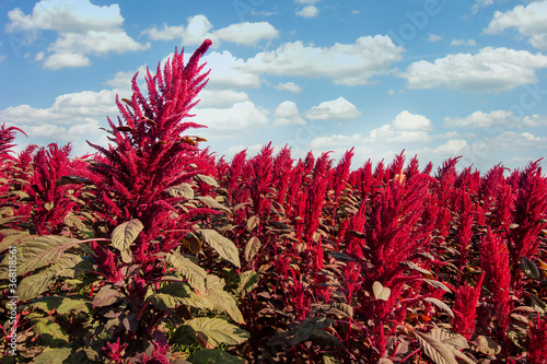 amaranth red plants closeup field on background under cloudy blue sky, from a...