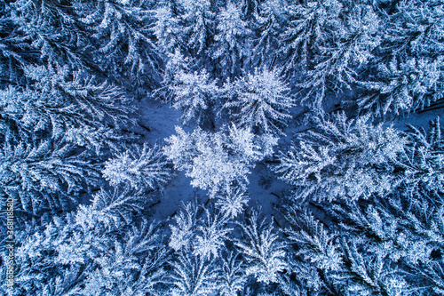 An aerial view of snowy and frosty winter boreal coniferous forest in Estonian nature in countryside, Northern Europe. 