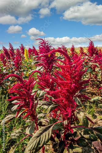close up of amaranth red plants, field on background under cloudy blue sky