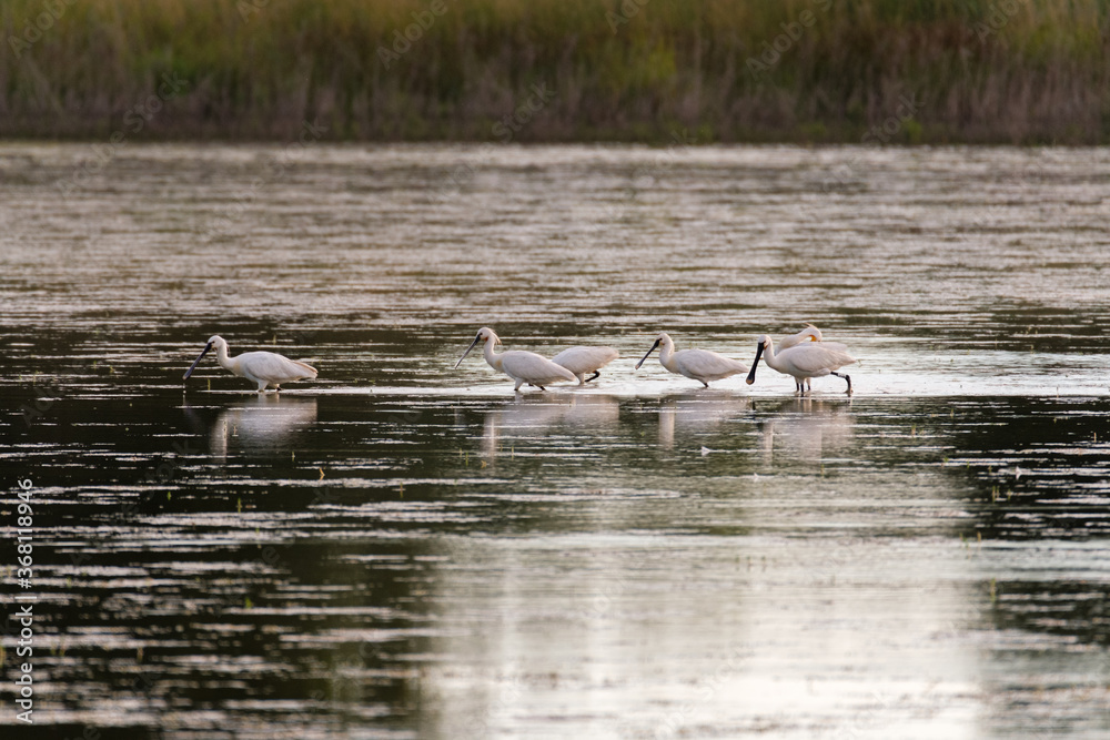 Spoonbills fishing on the lake Spoonbills fishing on the lake