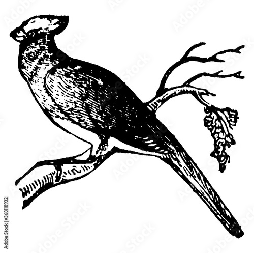 Nightingale, vintage illustration.