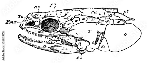 Polypterus Skull, vintage illustration.