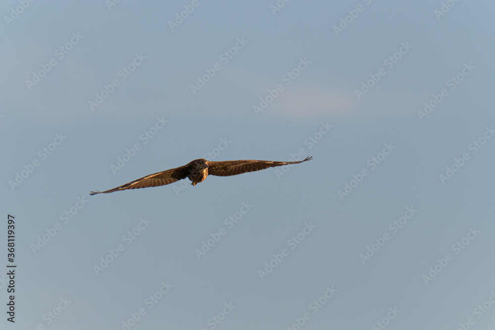 Fototapeta premium Night heron in flight on a blue sky at sunset
