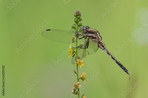 Dragonfly resting on a branch isolated on a beautiful green bokeh background