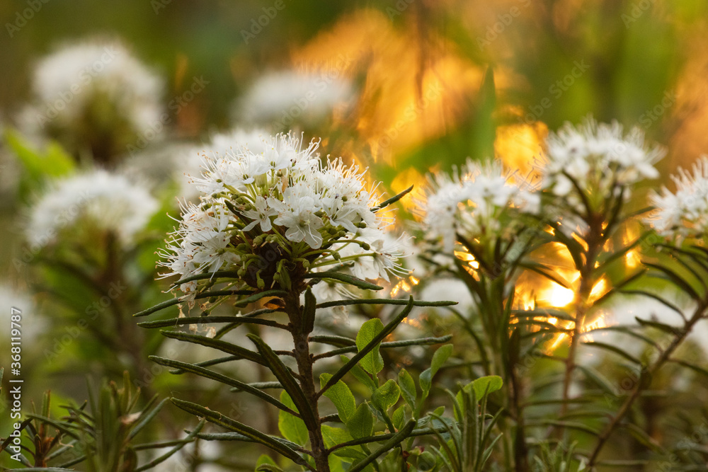 Marsh labrador tea, Rhododendron tomentosum also know as Wild rosemary as natural remedy flowering during sunset in Estonian wild bog, Northern Europe