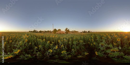 4K 360 VR Virtual Reality Fields with Blooming Sunflower at Sunset