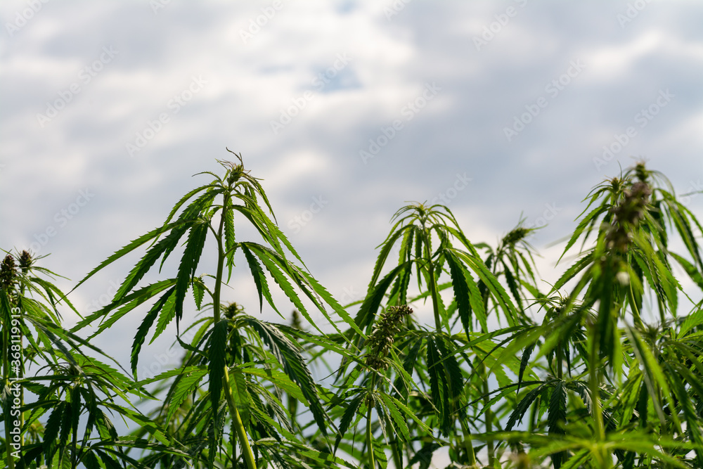 canabis on marijuana field farm sativa weed hemp hash plantation panorama